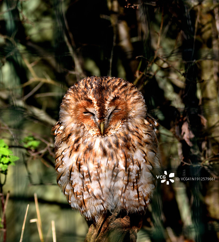 小猫头鹰栖息在树枝上特写图片素材