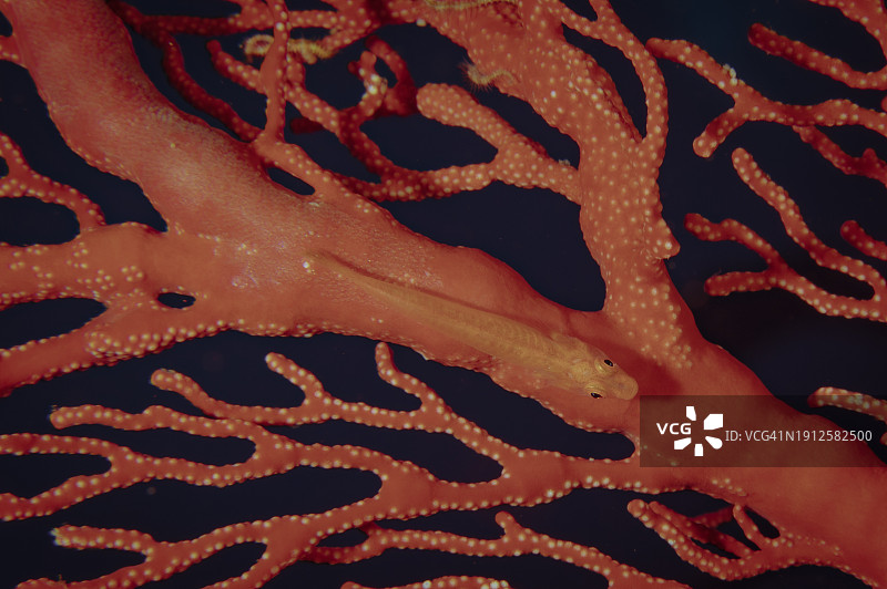 珊瑚在海中的特写图片素材