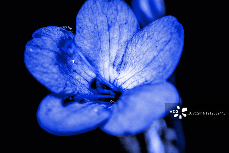 黑色背景下的紫色花朵特写图片素材