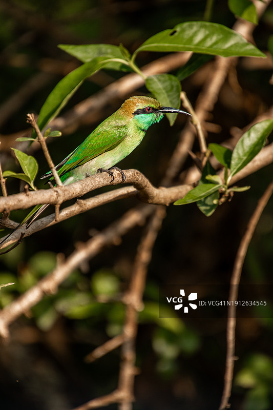 在亚拉国家公园观鸟，小绿蜂虎鸟栖息在灌木丛中图片素材