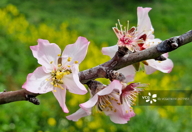 春天的杏花图片素材