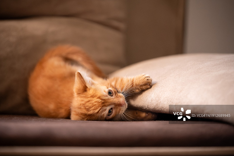 小猫玩枕头图片素材