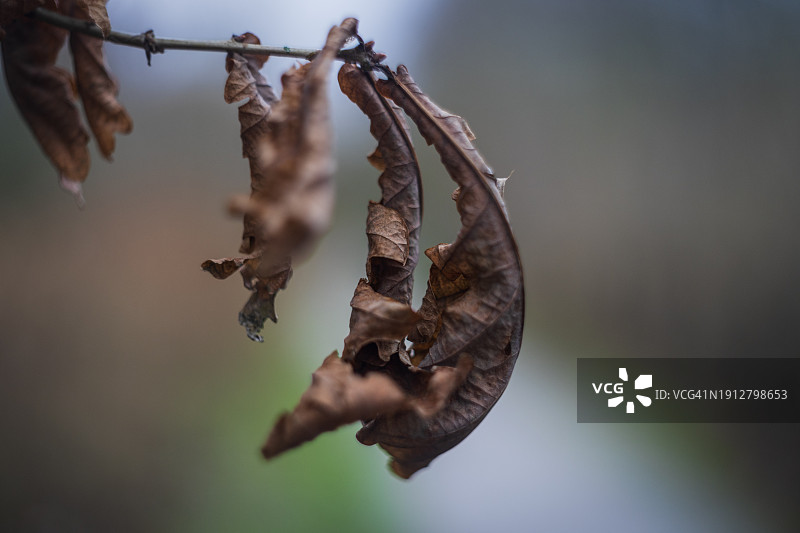 枯萎的叶子图片素材