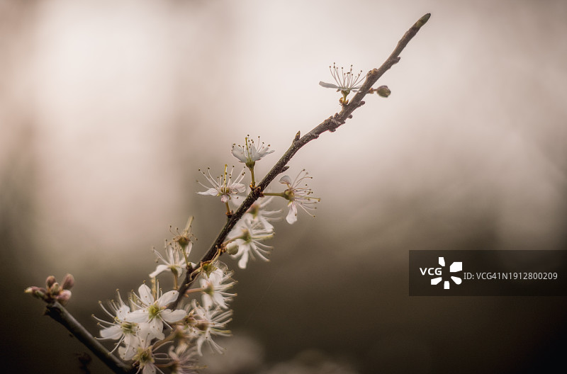 春天开花图片素材
