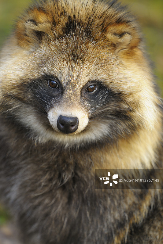 浣熊犬肖像图片素材