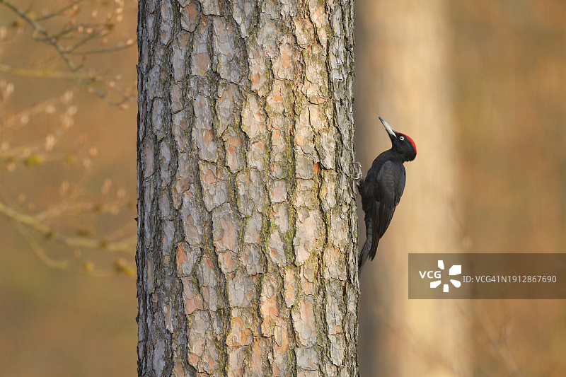 黑啄木鸟停在树干上（春季）图片素材