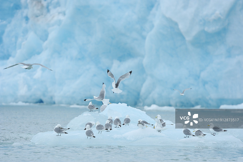 北极夏季的鸥和冰川，挪威斯瓦尔巴群岛图片素材