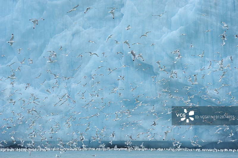 北极夏季的冰川与海鸟：挪威斯匹次卑尔根群岛图片素材