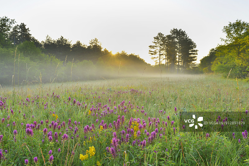 德国巴伐利亚卡尔施塔特夏季清晨鲜花草甸图片素材