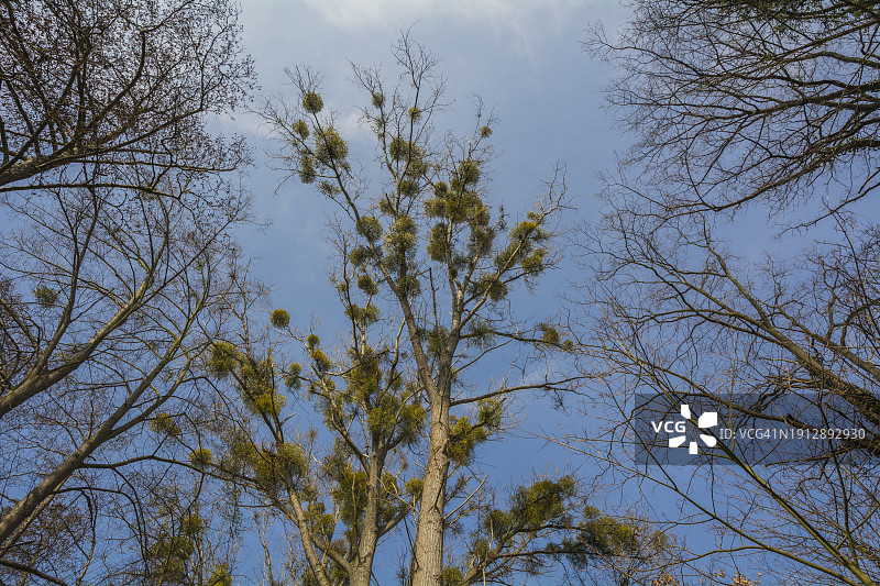 春天带着槲寄生的杨树图片素材