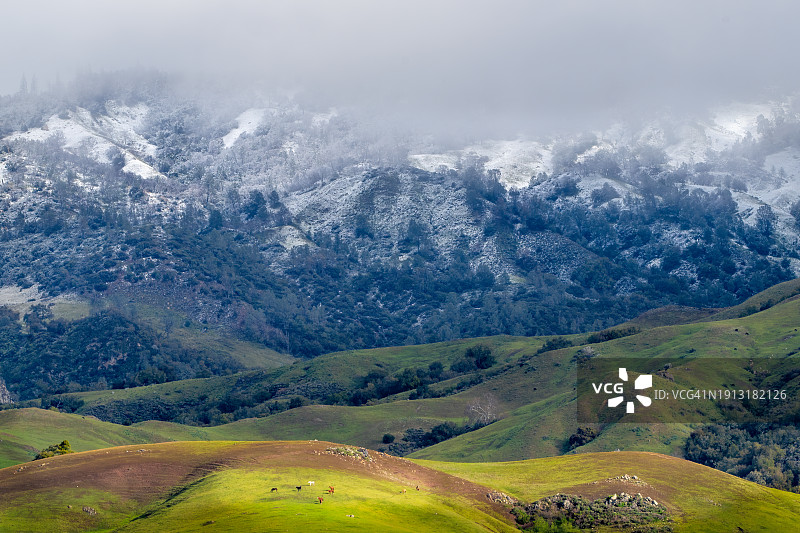 圣路易斯奥比斯波县的马匹和雪山图片素材