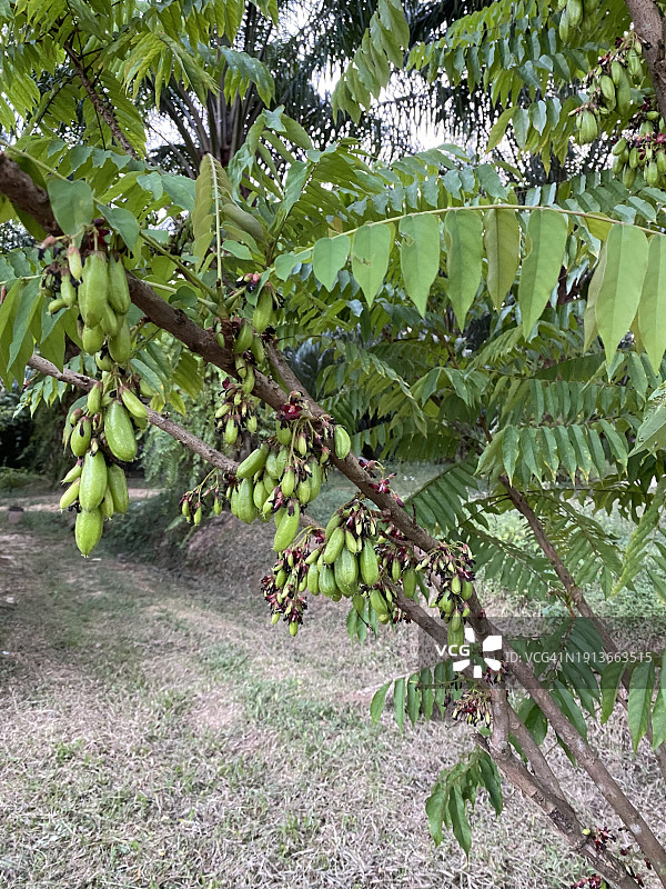 树上成串的阳桃果实图片素材
