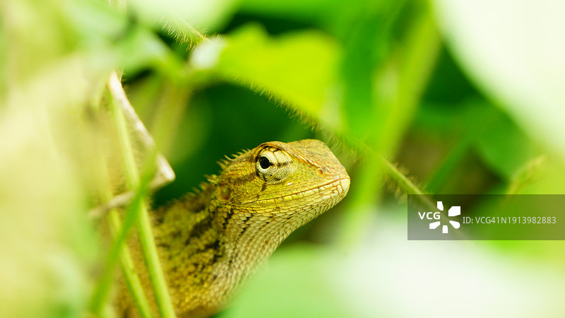 隐藏的绿园蜥蜴图片素材