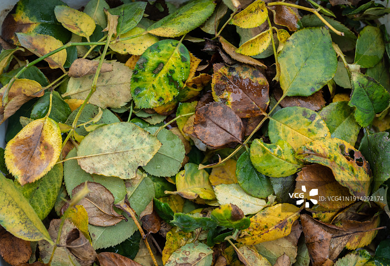 从植物树上移除后的病玫瑰叶的特写镜头图片素材