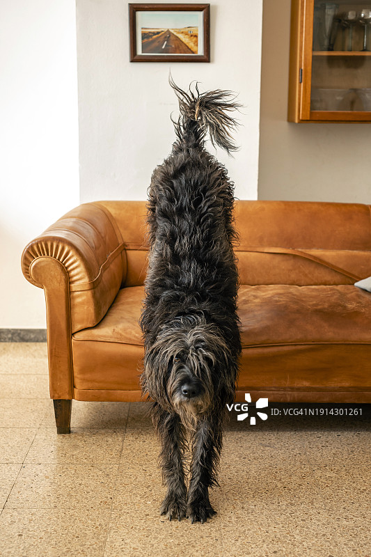 小狗伸展身体图片素材