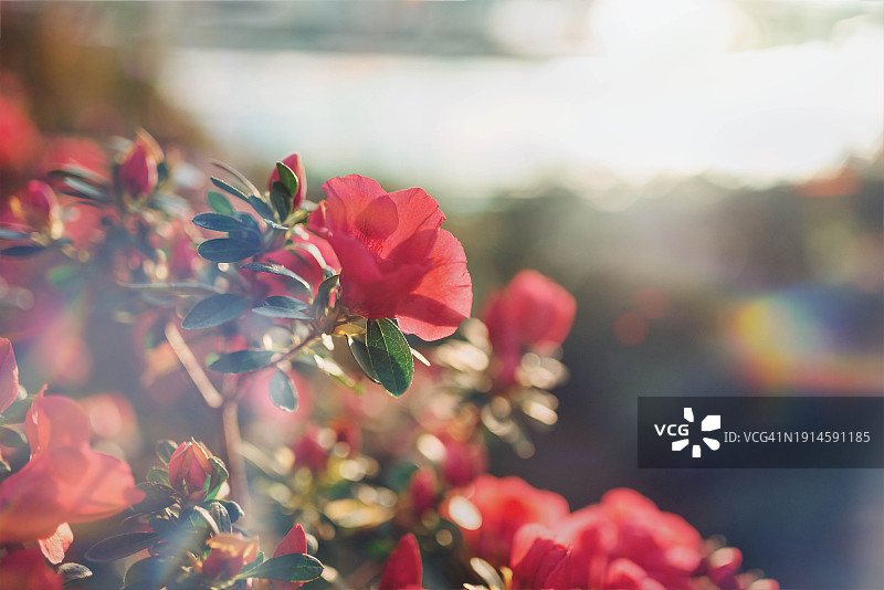 明媚晨光下的红色杜鹃花丛。图片素材