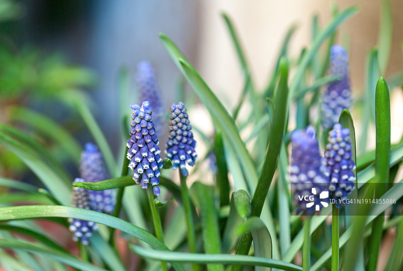盛开的蓝壶花图片素材
