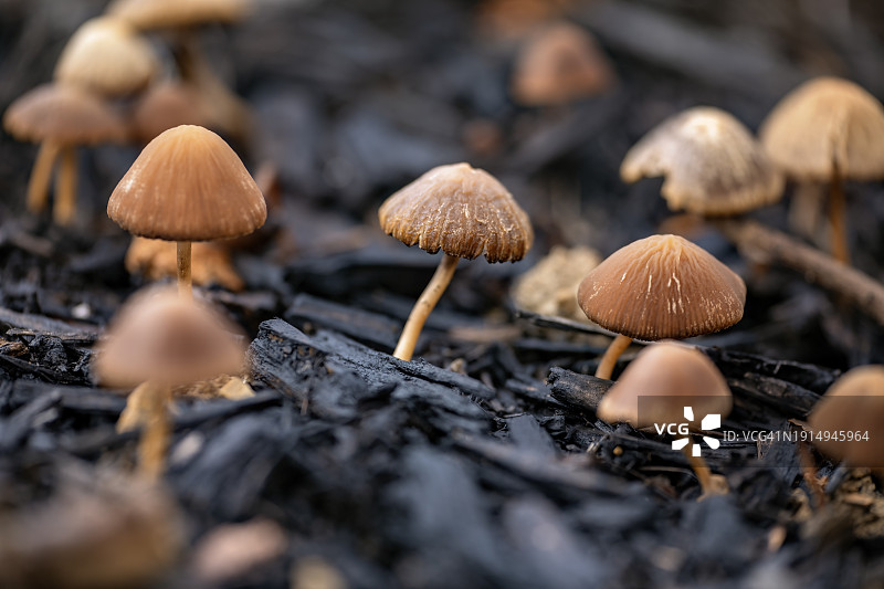 黄盖小脆柄菇图片素材