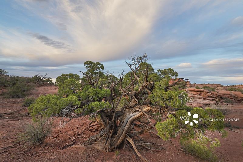 犹他圆柏图片素材