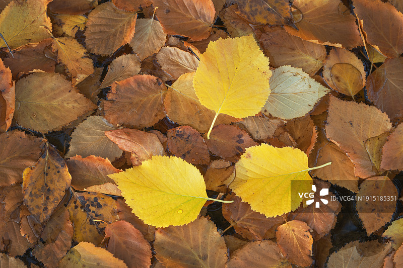 梅托河的秋叶图片素材