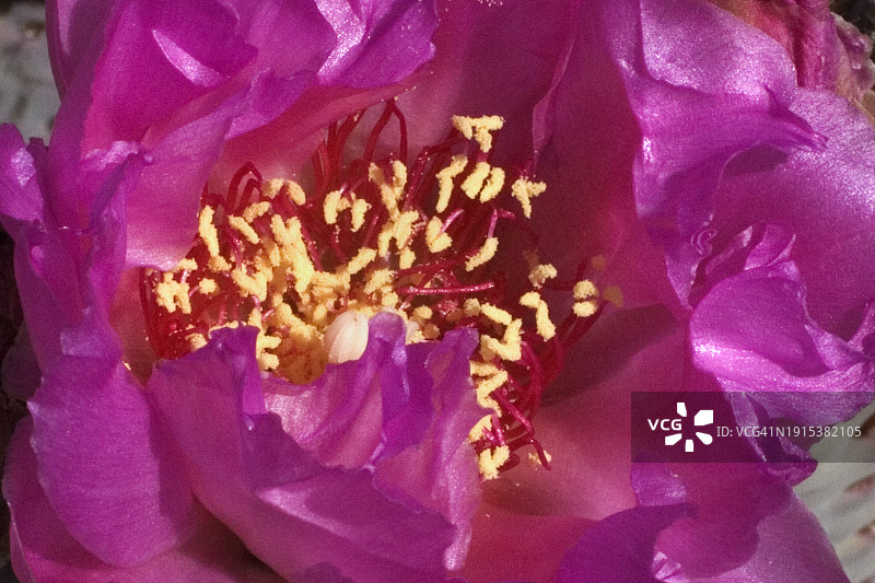 仙人掌花朵特写图片素材