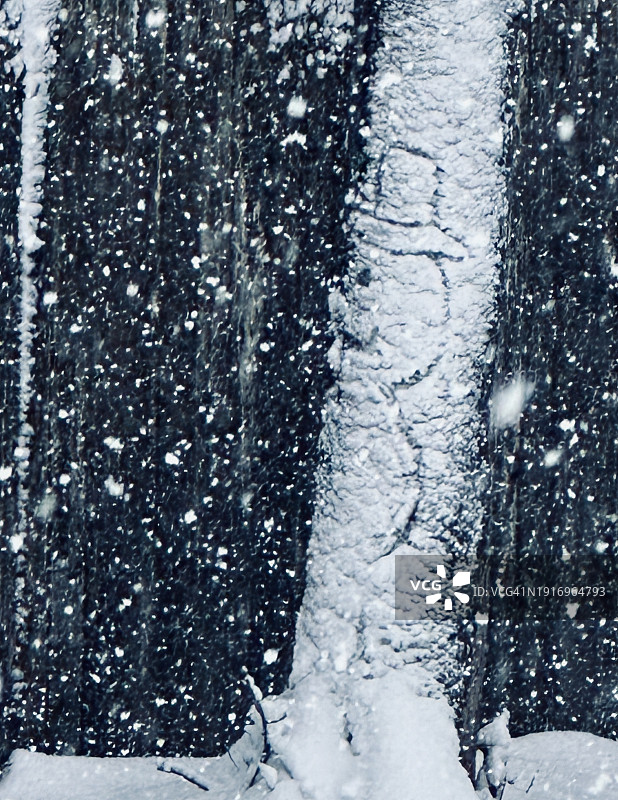 结霜的树干图片素材