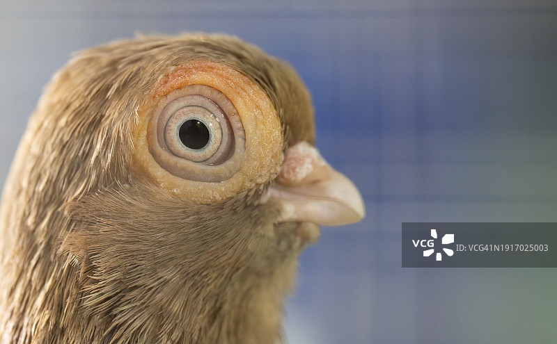 斯摩棱斯克翻滚鸽或观赏鸽图片素材