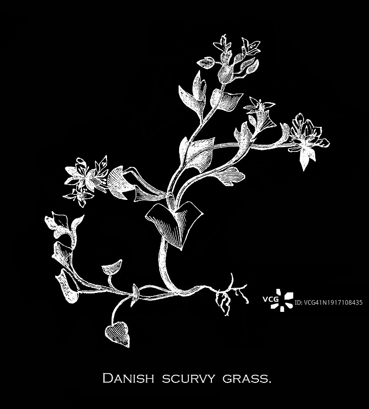 丹麦辣根菜植物学旧雕刻插图图片素材