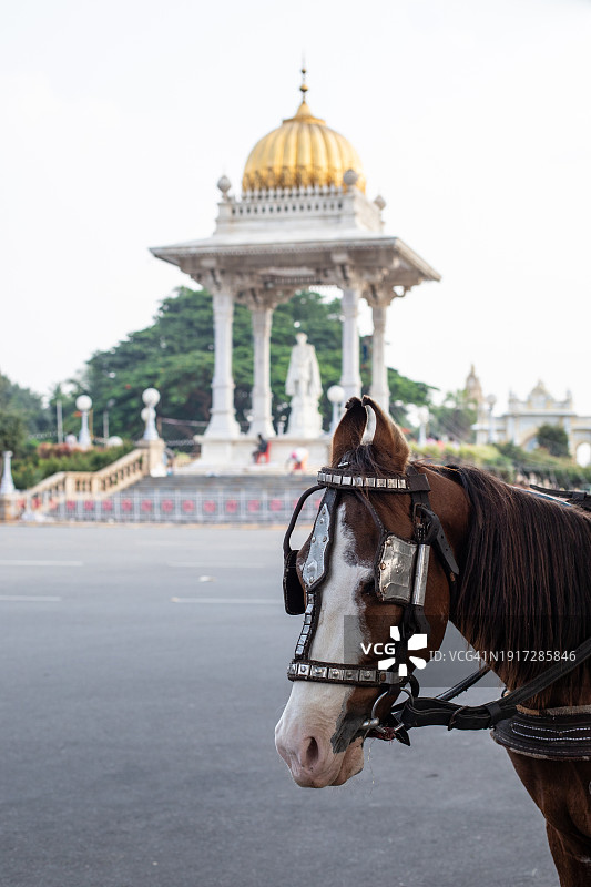 马的肖像，迈索尔旅行图片素材