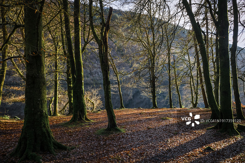 尼斯湖岸边的林地图片素材
