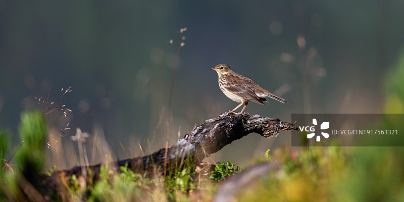 鹨鸟栖息在树皮上的特写图片素材