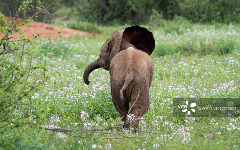 在花田中行走的小象图片素材