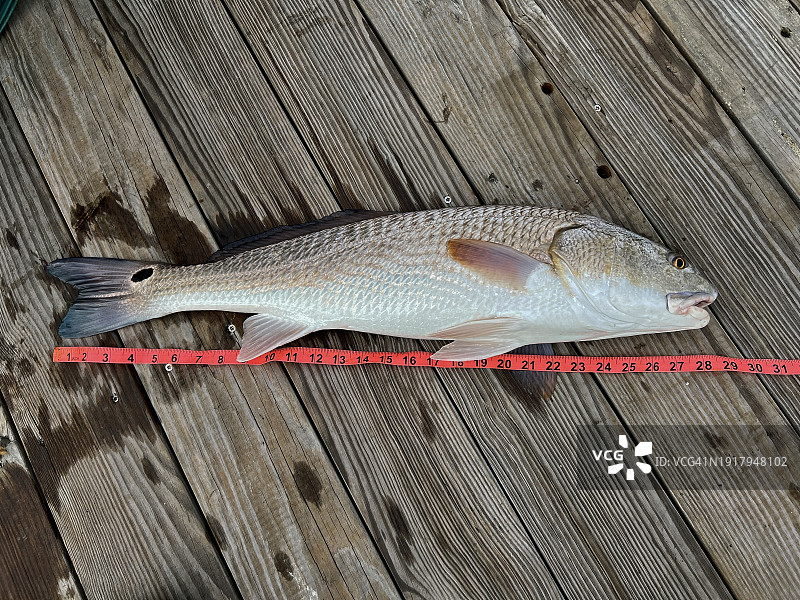 28英寸红鱼图片素材