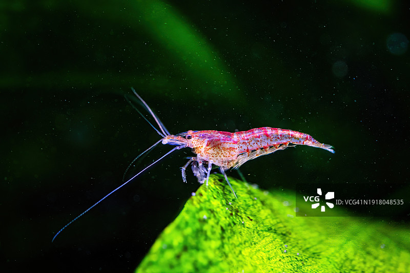 樱桃虾(Neocaridina davidi)图片素材