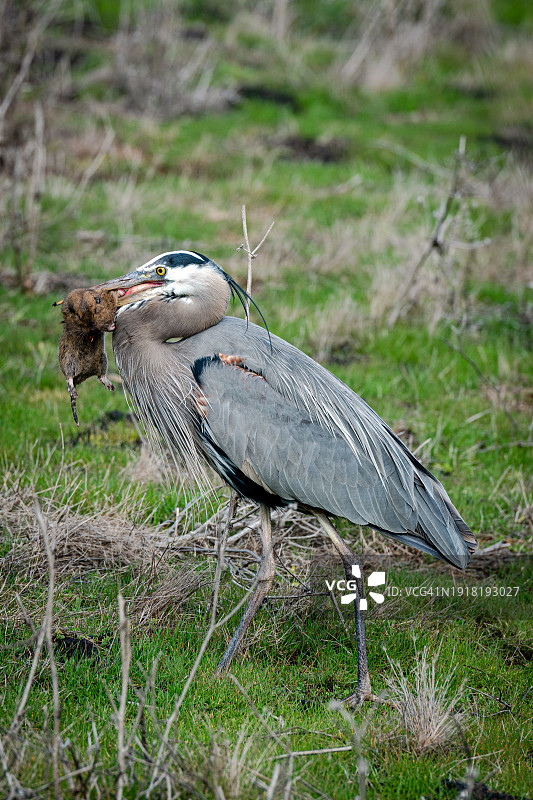苍鹭捕食啮齿动物图片素材