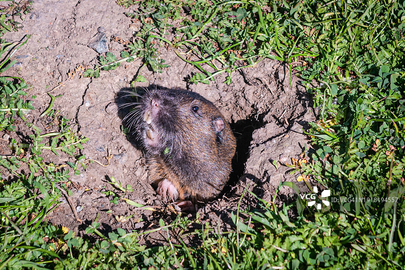 从洞穴中窥视的博塔氏囊鼠图片素材