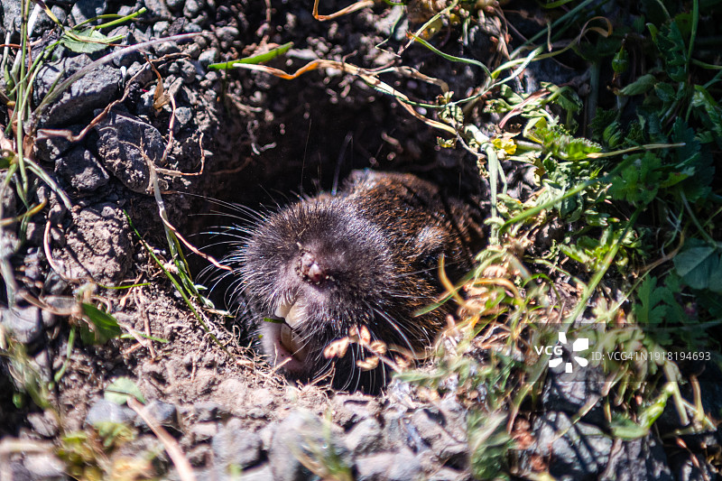 从洞穴中窥视的博塔氏囊鼠图片素材