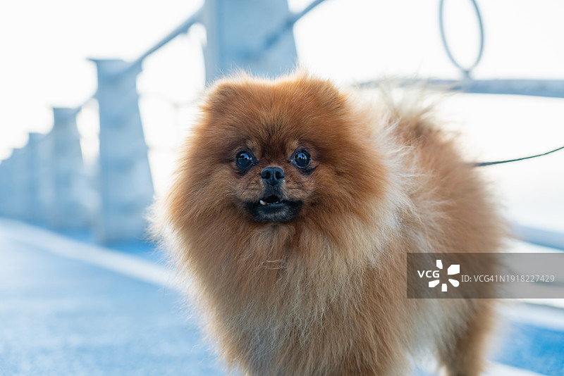 户外波美拉尼亚犬图片素材