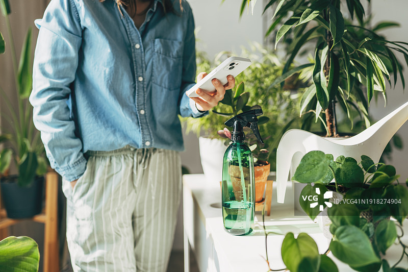 一名花艺师博主在手机相机上拍摄花盆里的白鹤芋。家庭植物繁殖，园艺，线上社交媒体影响者。图片素材
