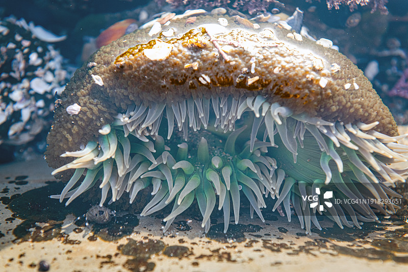 巨型绿色海葵图片素材