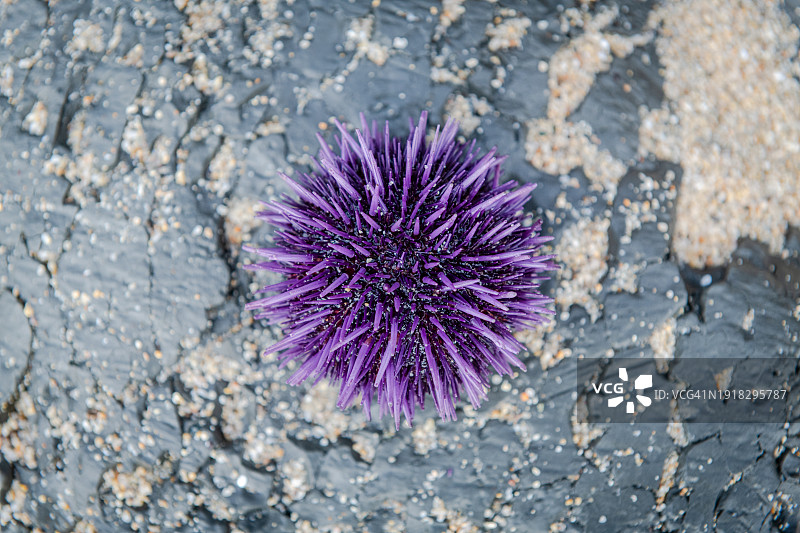 紫海胆图片素材