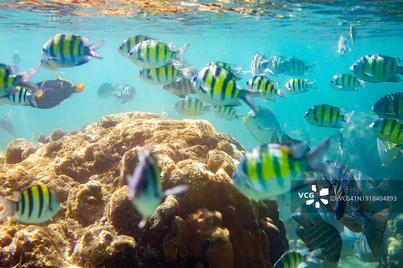 清澈蓝色海水中珊瑚礁附近的条纹热带鱼图片素材
