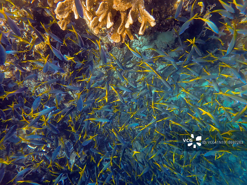 蓝色和金色枪鱼与珊瑚礁图片素材
