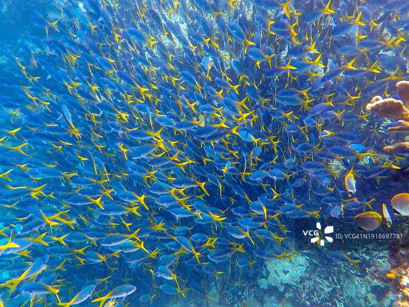 黄尾鰤鱼图片素材