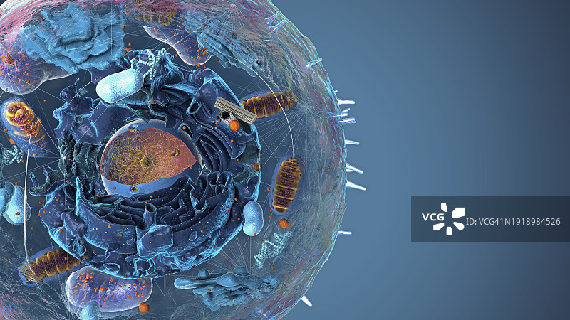 细胞器插图图片素材