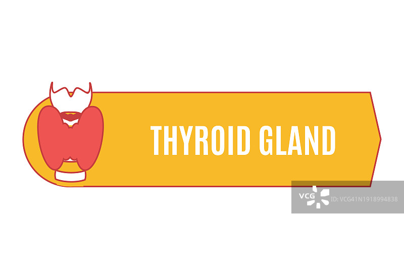 甲状腺健康概念图图片素材