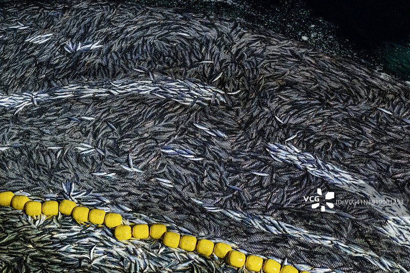 渔业：船上捕获大量鲭鱼图片素材