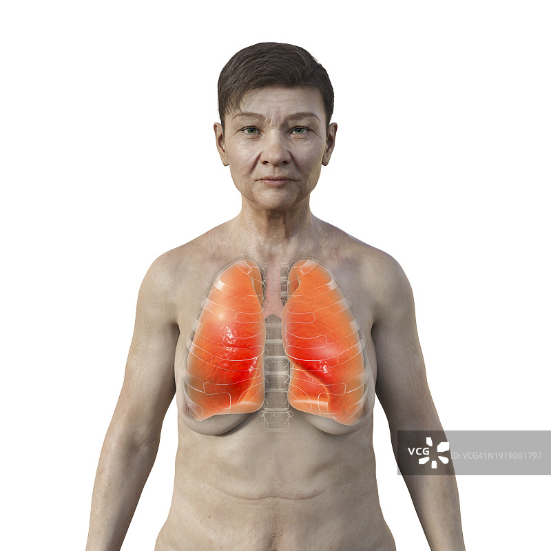 健康的肺部，插画图片素材