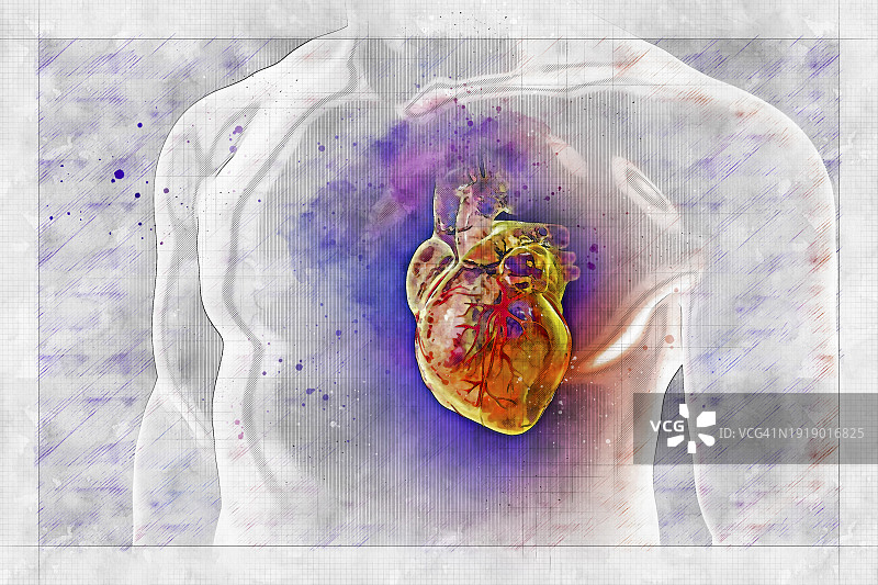 带有血管的人类心脏图图片素材