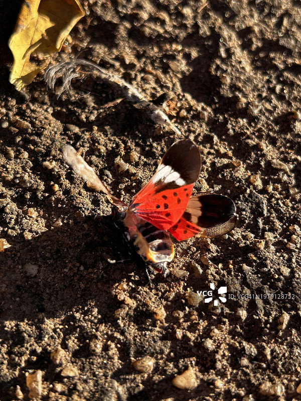 翅膀鲜红的斑点灯笼蝇尸体特写图片素材
